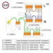 Kit de connexion WAGO compatible avec câble 3x pour Rosace à 7 trous